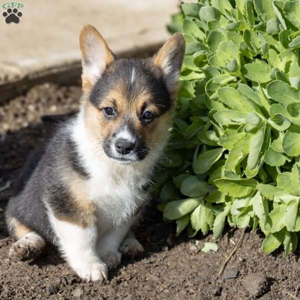 Anthony, Pembroke Welsh Corgi Puppy